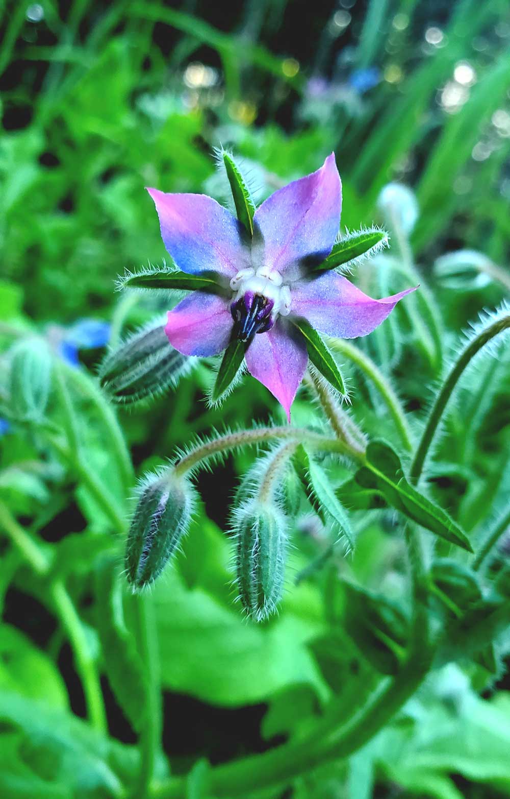 Borage