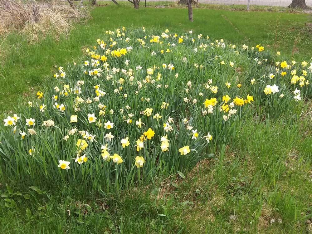 Mixed Daffodil bed