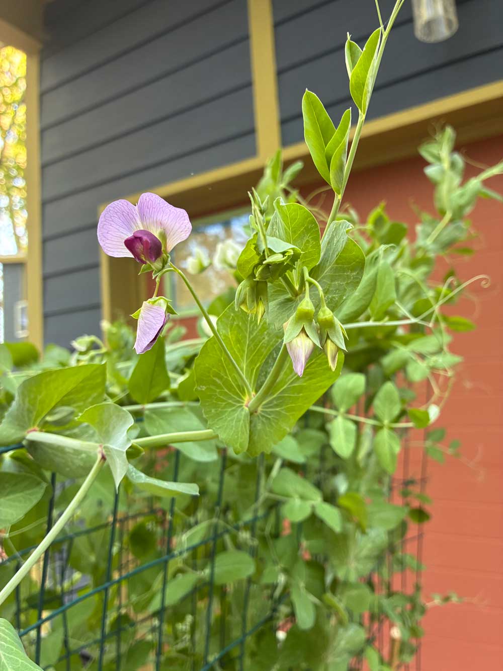 Dwarf grey sugar pea blossoms
