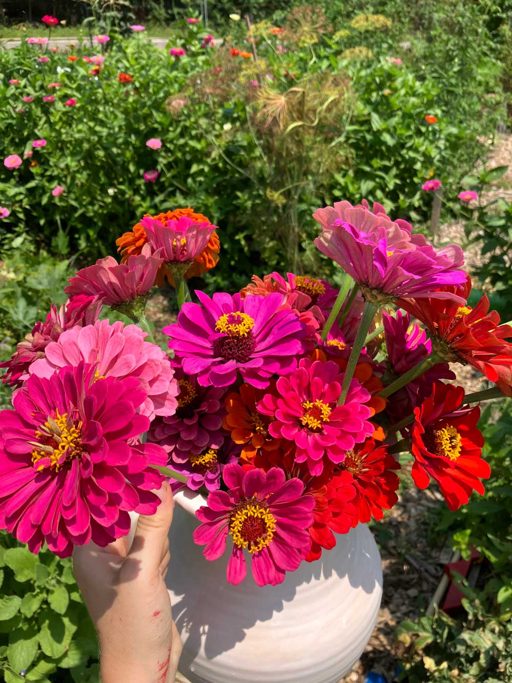 Zinnia Harvest