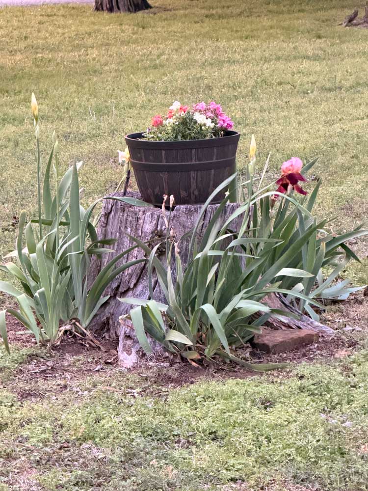 My tree stump of irises and snapdragons, petunias