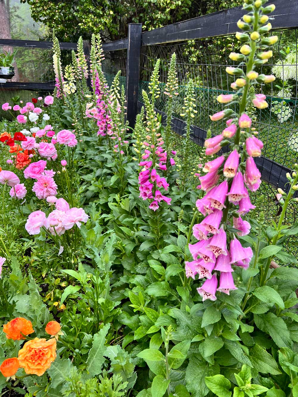 foxglove and ranunculus
