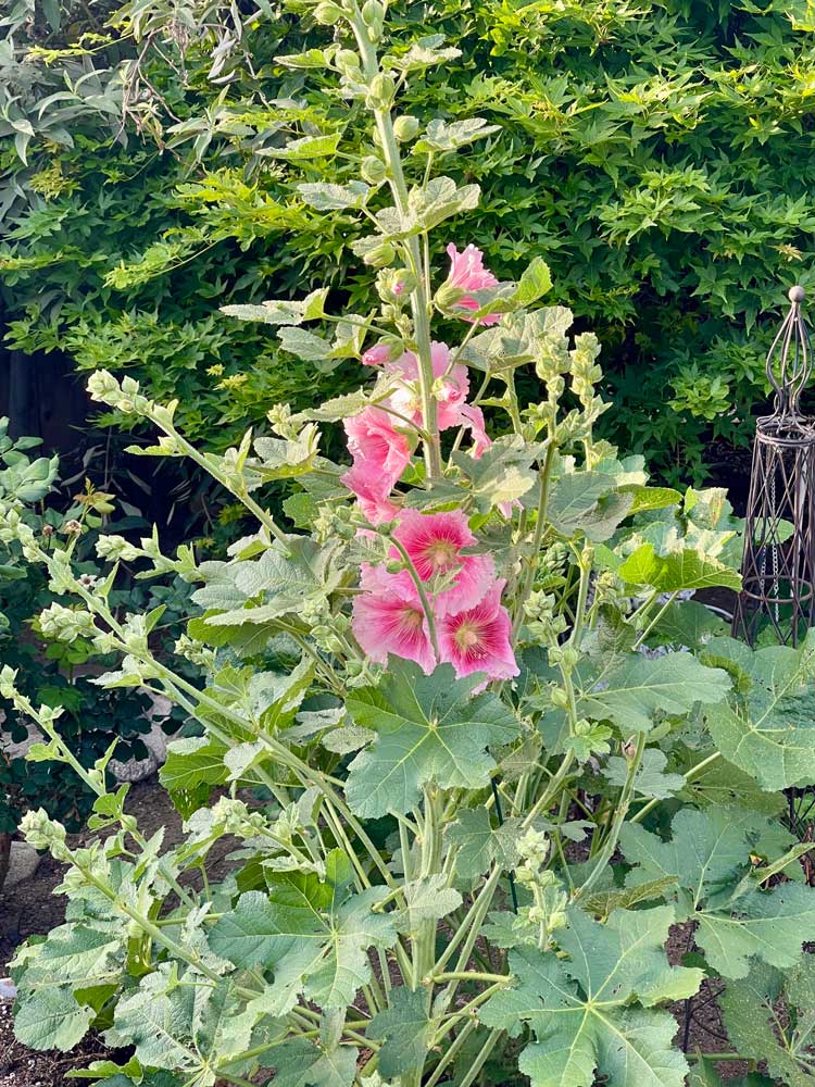 My beautiful Hollyhock as it blooms!
