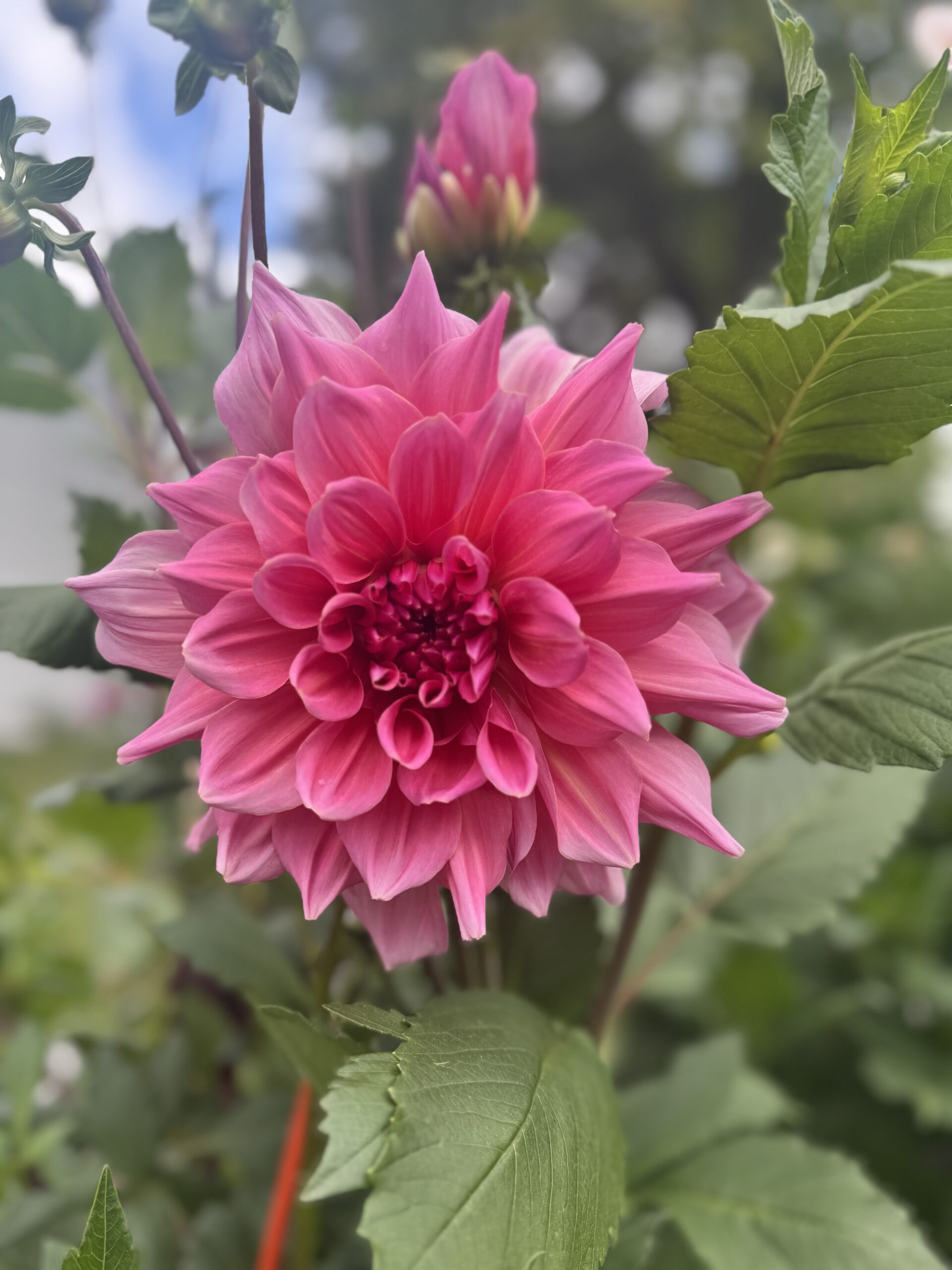 Dinner plate Dahlia!