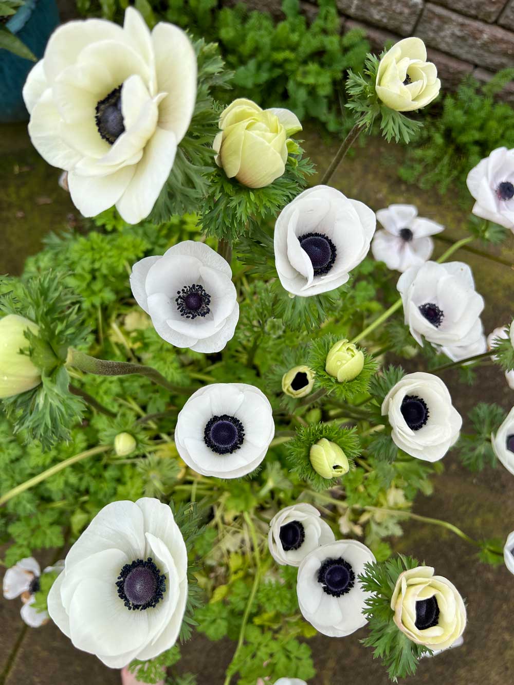 Anemone