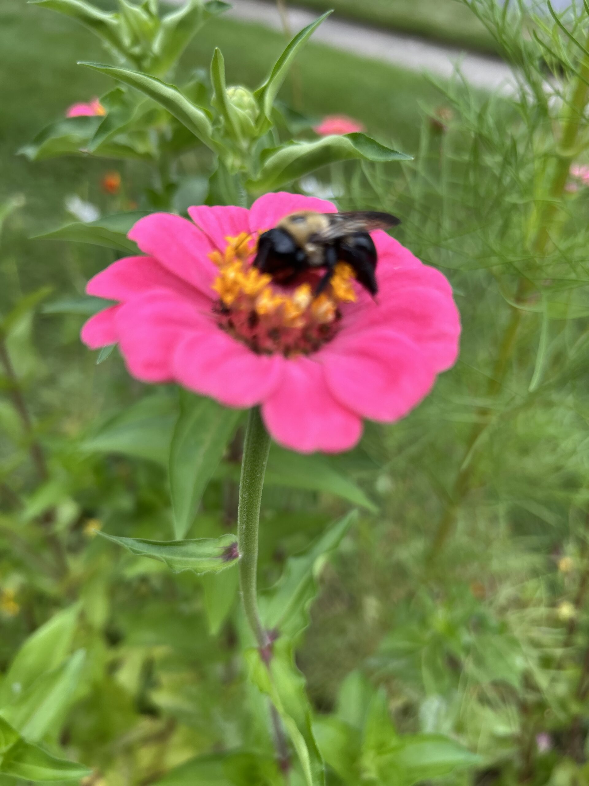 Bumble Bee on Zinnia
