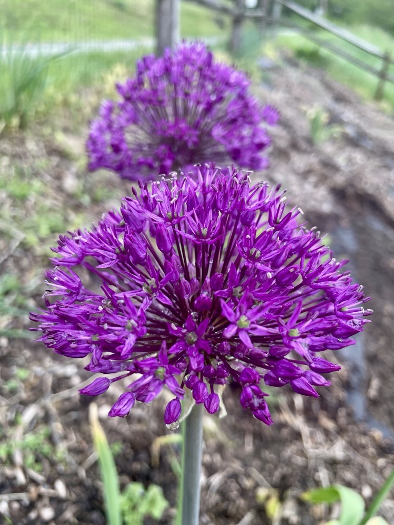 Alliums after spring rain