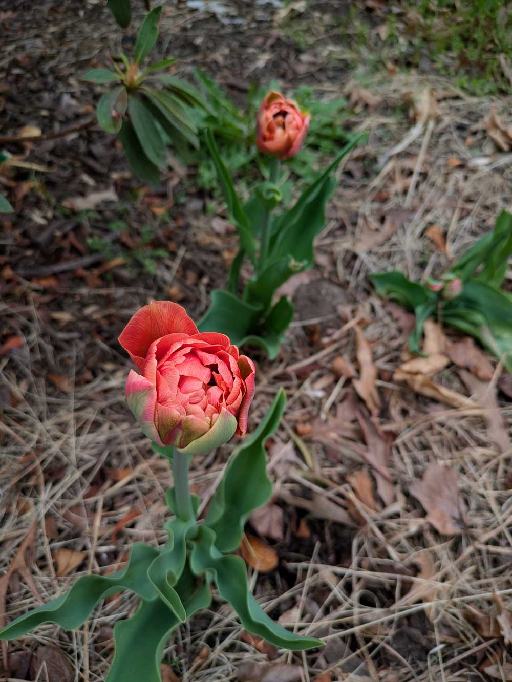 First tulips