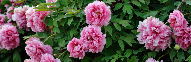 Tree Peonies
