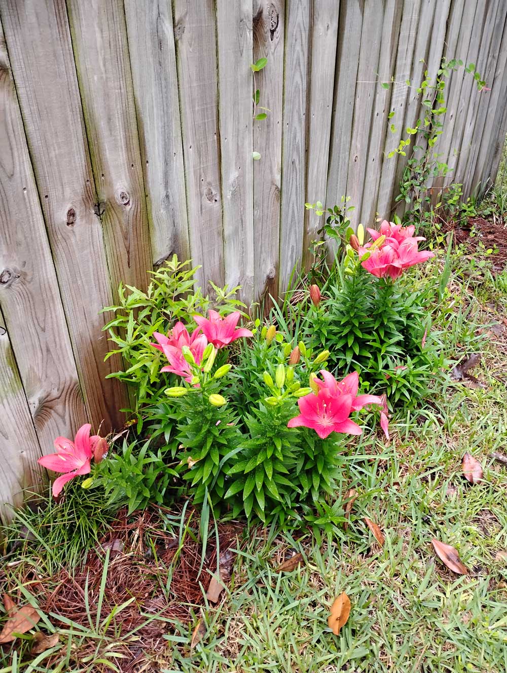lilies