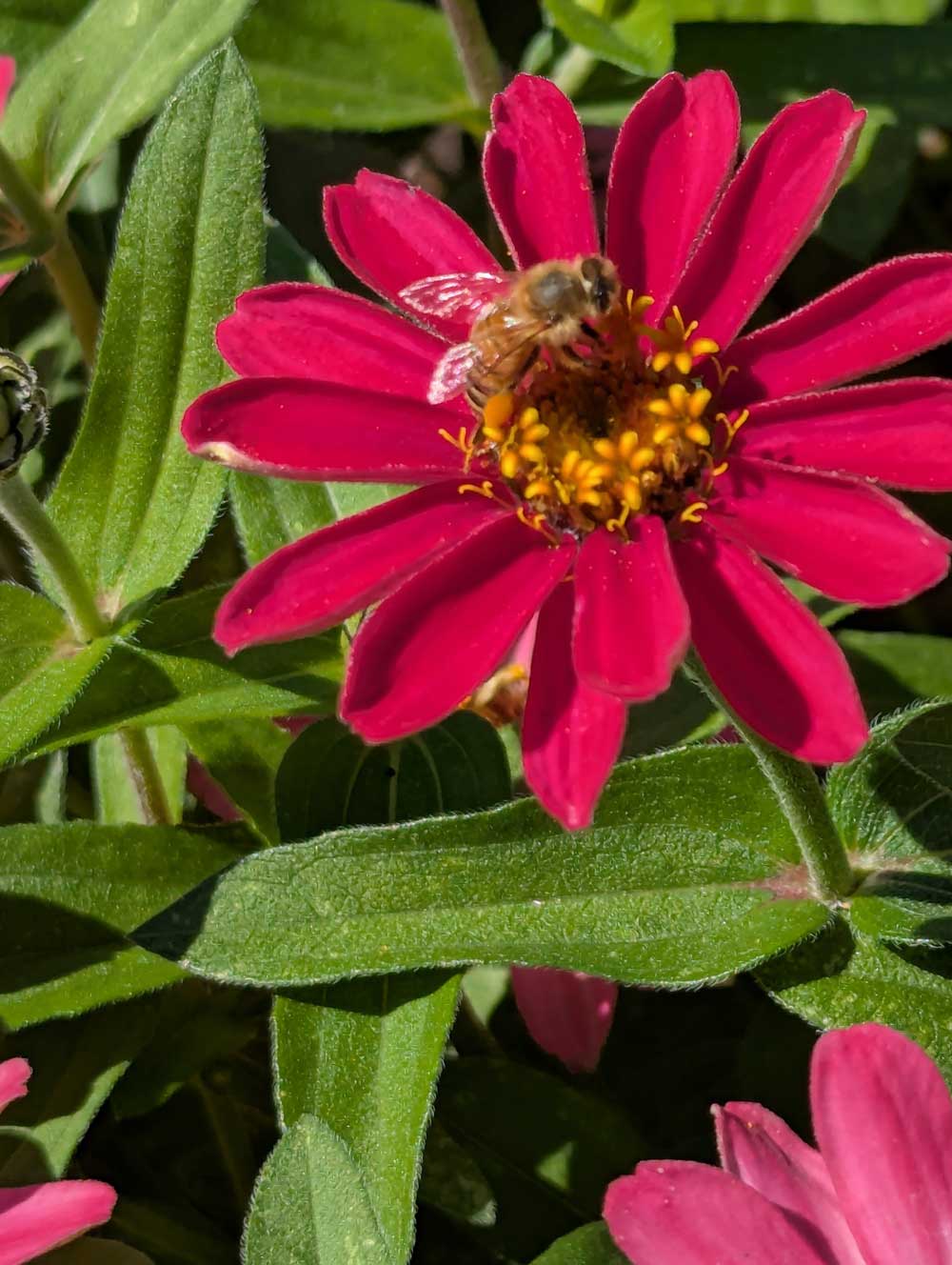 I love zinnia’s