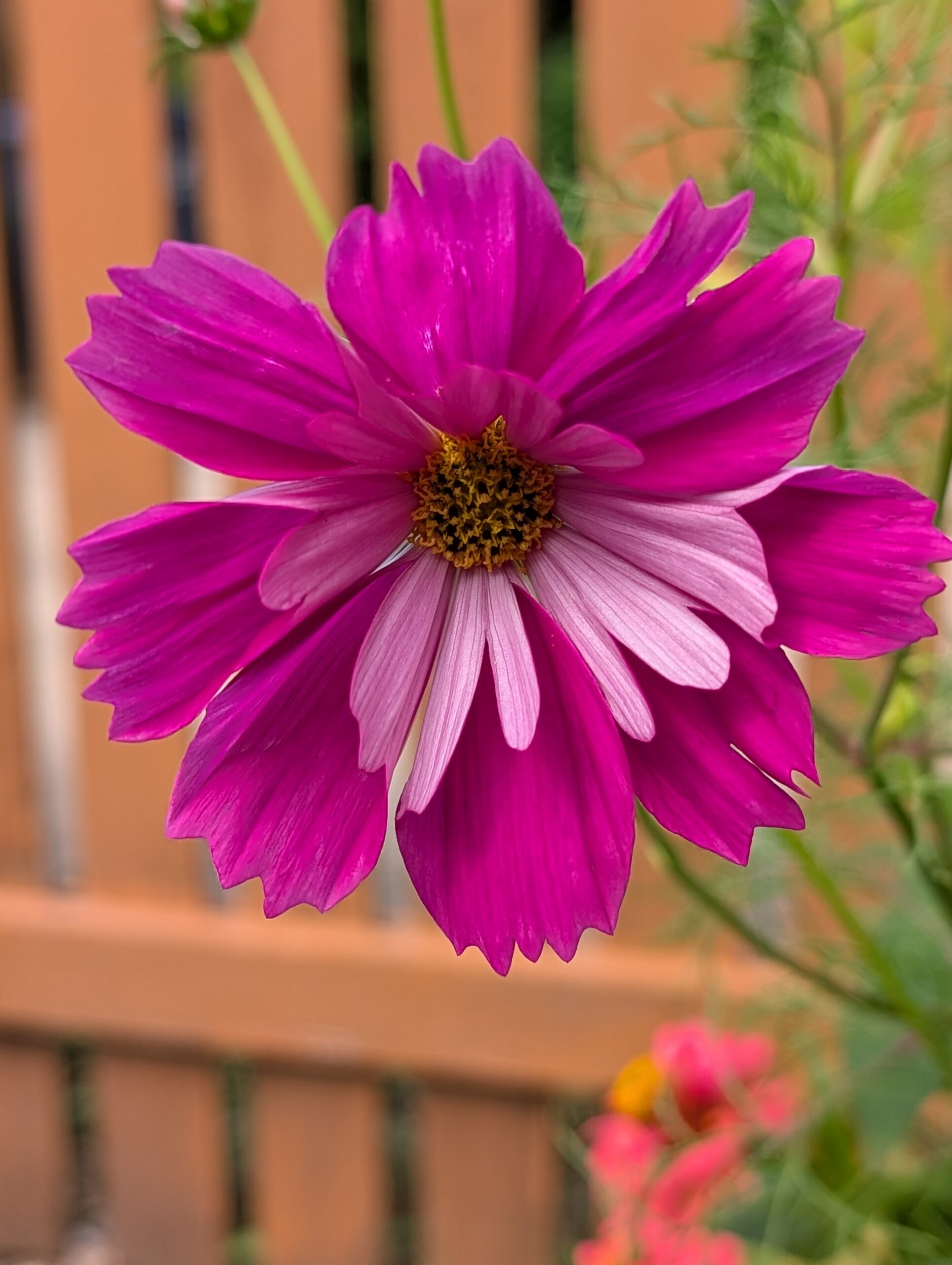 Cosmos
