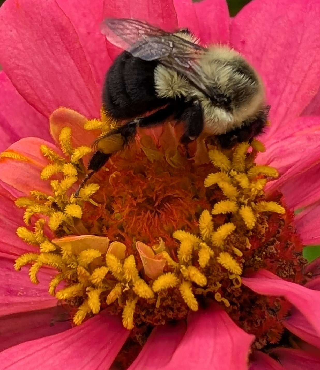 Zinnias