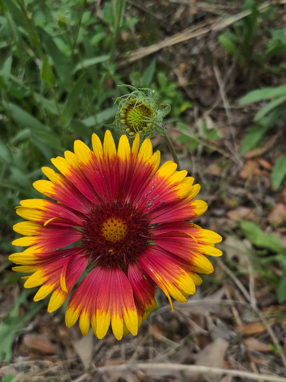 Indian Blanket
