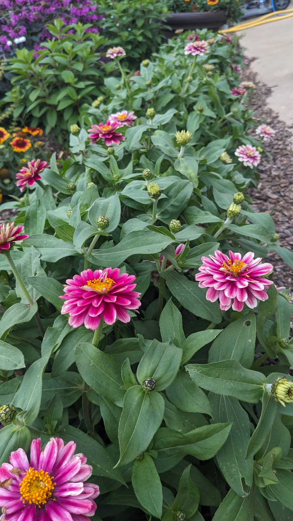 Beautiful Zinnia Border