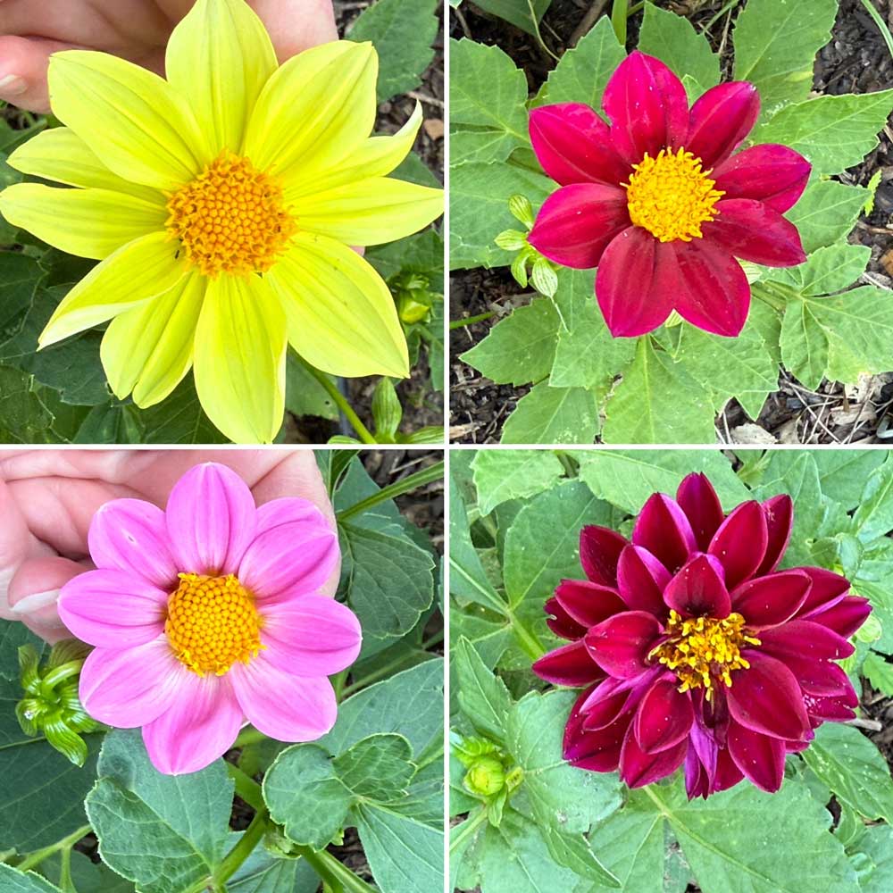 Dahlias from seeds!