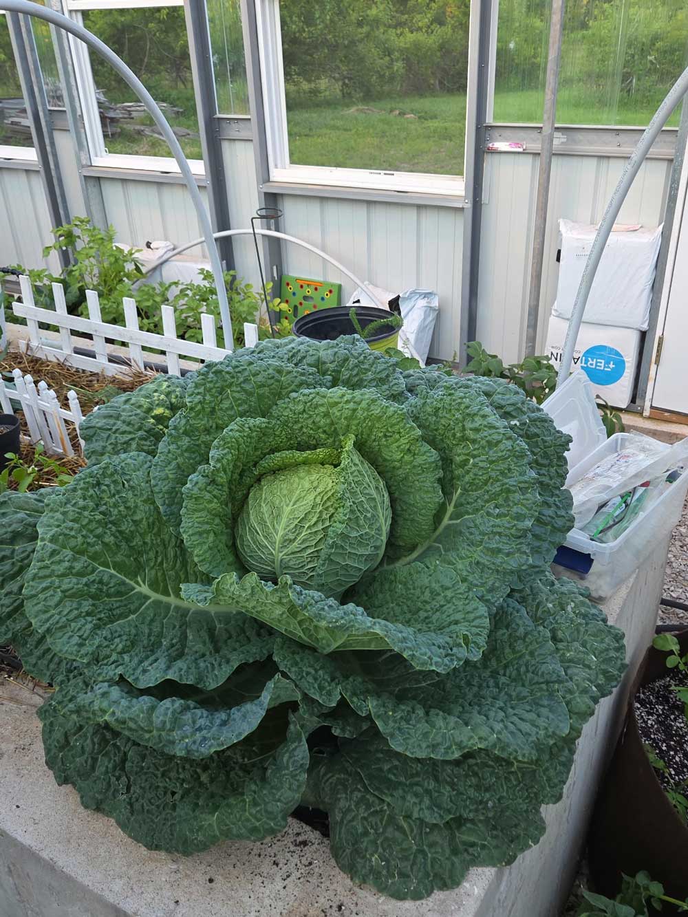 Savory Cabbage