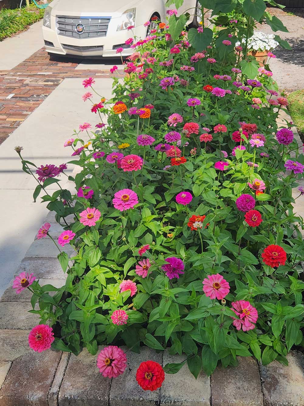 My Eden Bros. Zinnia garden, NE Florida, May 20, 2026 - Gardener's