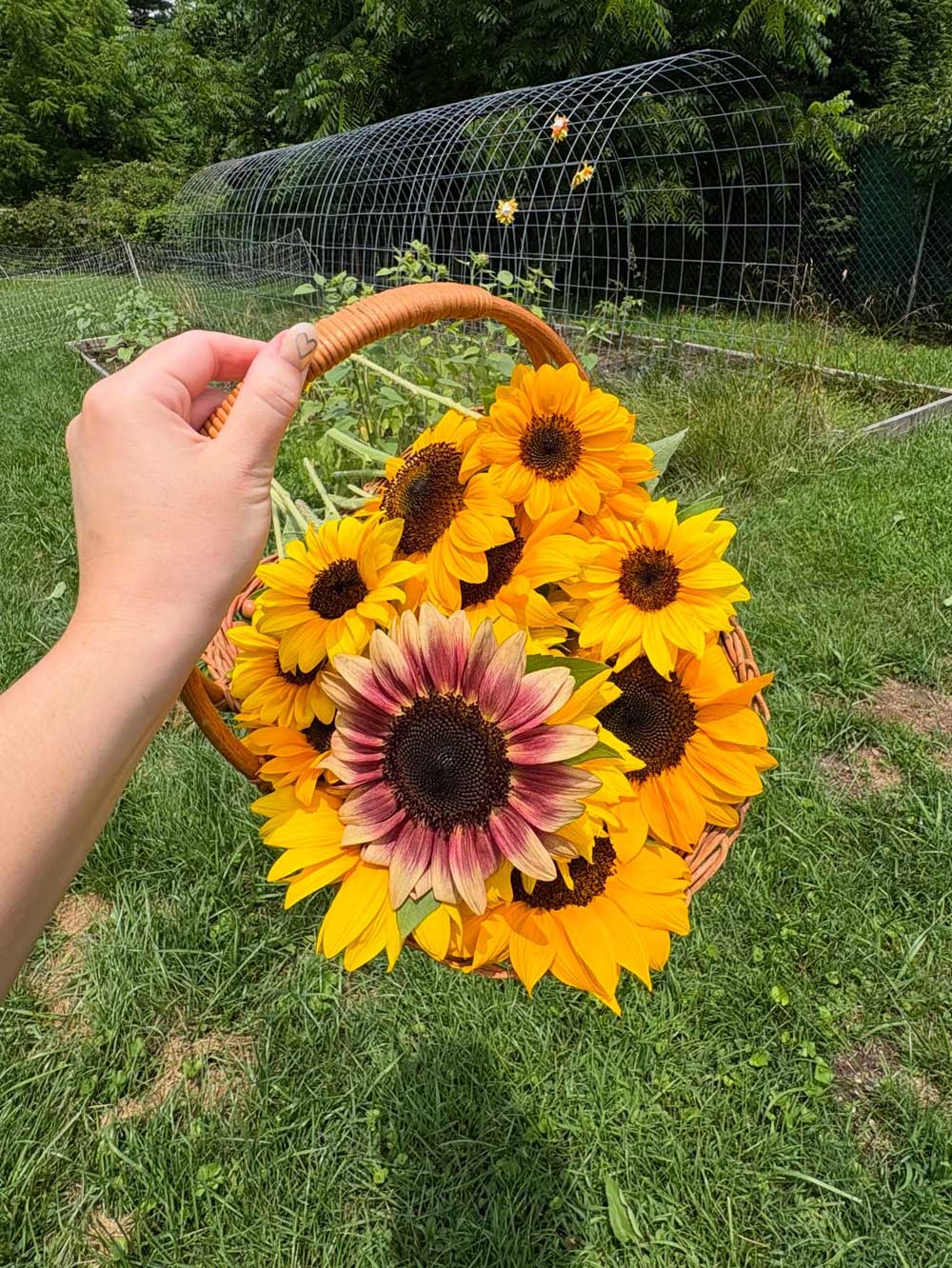 hanging planter basket Hanging Planter