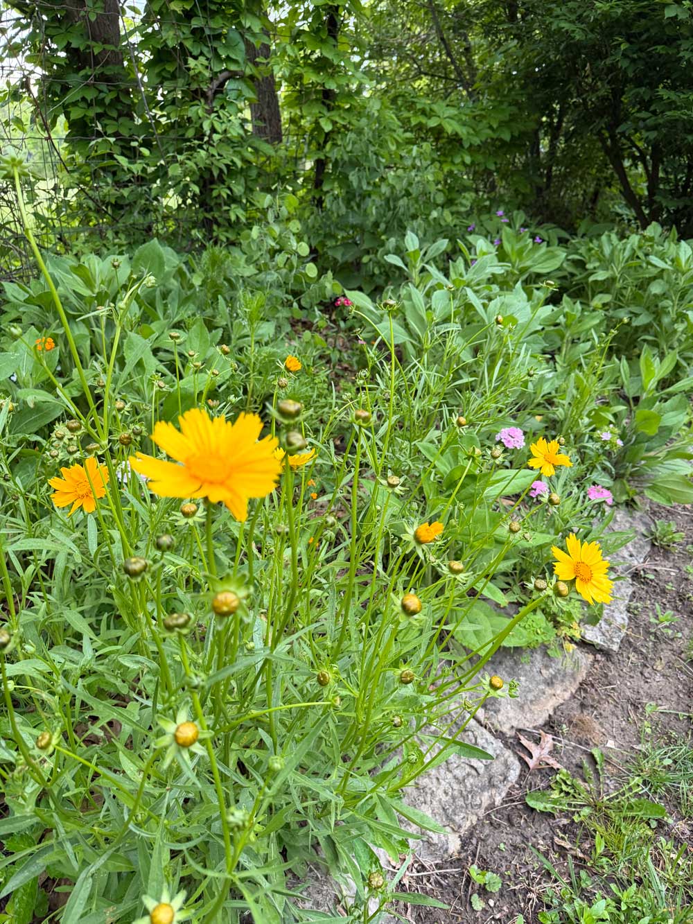 Wildflowers