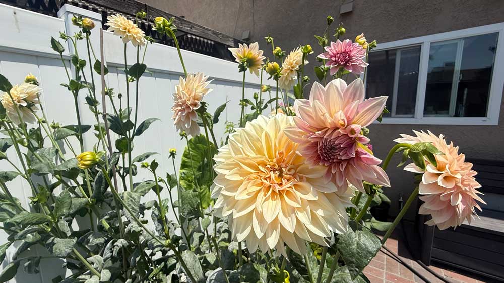 Dahlias