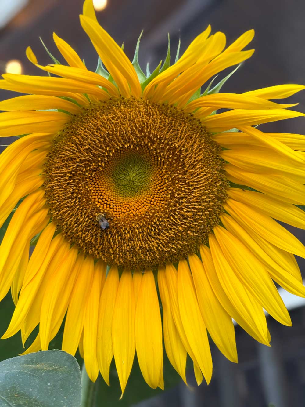 How to Plant Sunflower Seeds - Eden Brothers Planting Guides