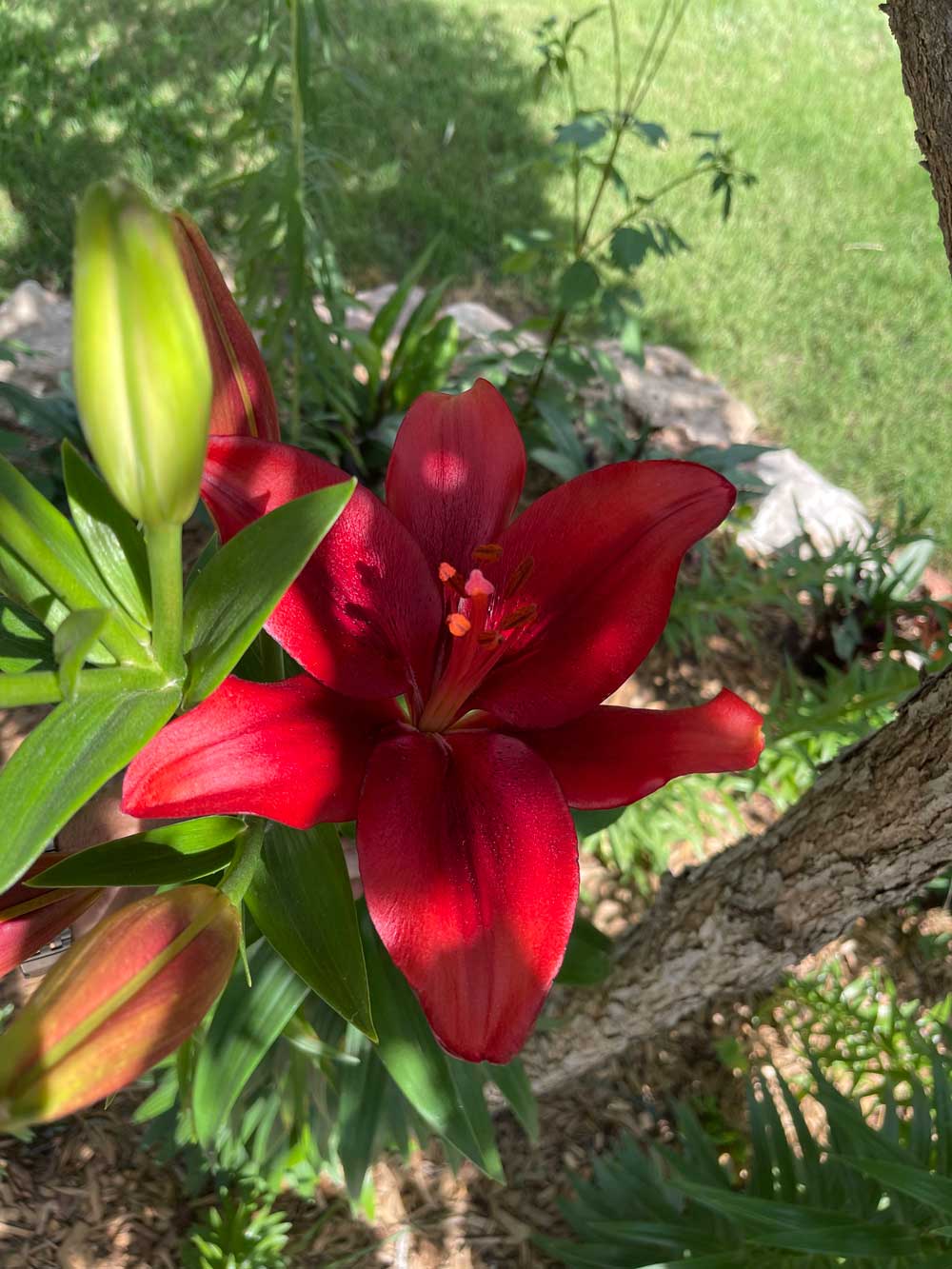 Lilies