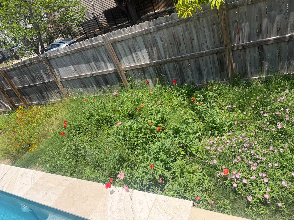 Wildflowers in backyard
