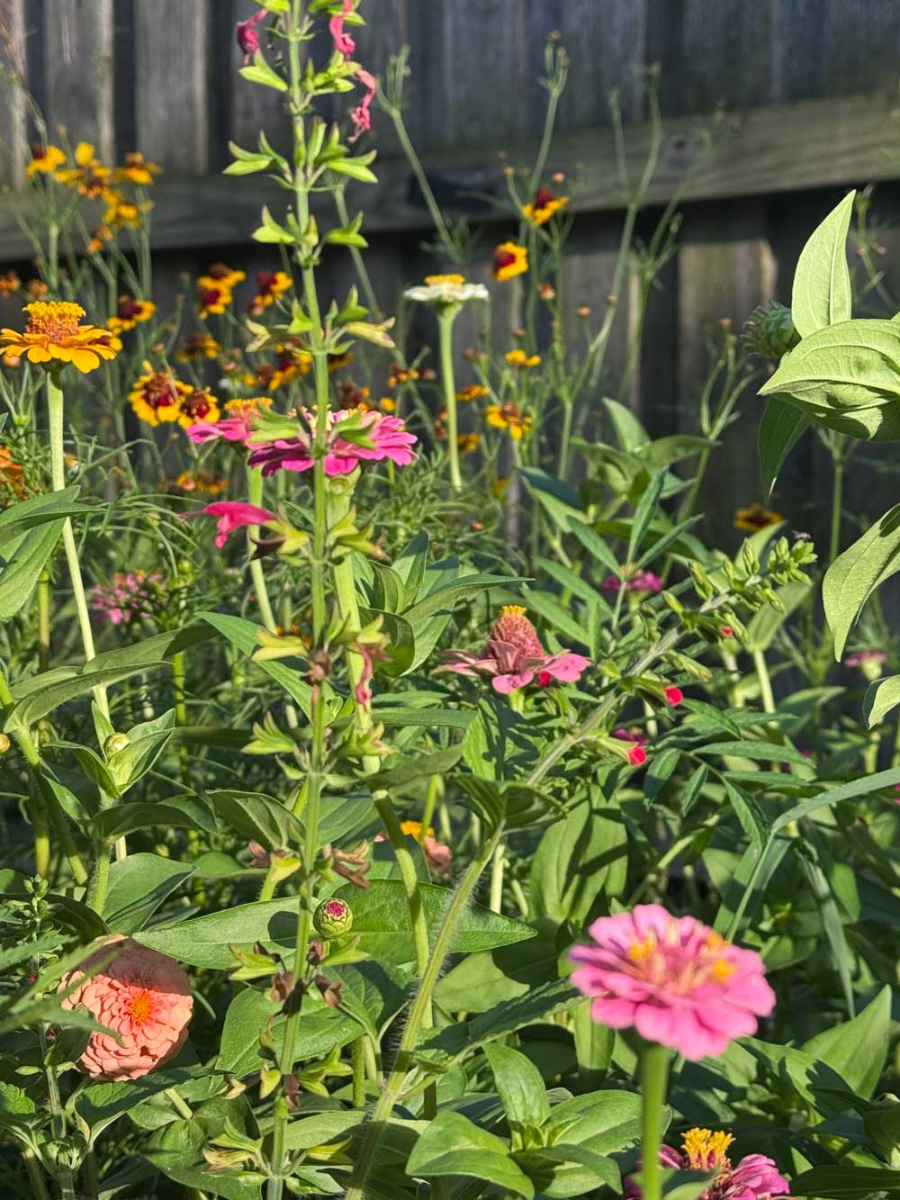 My wildflowers