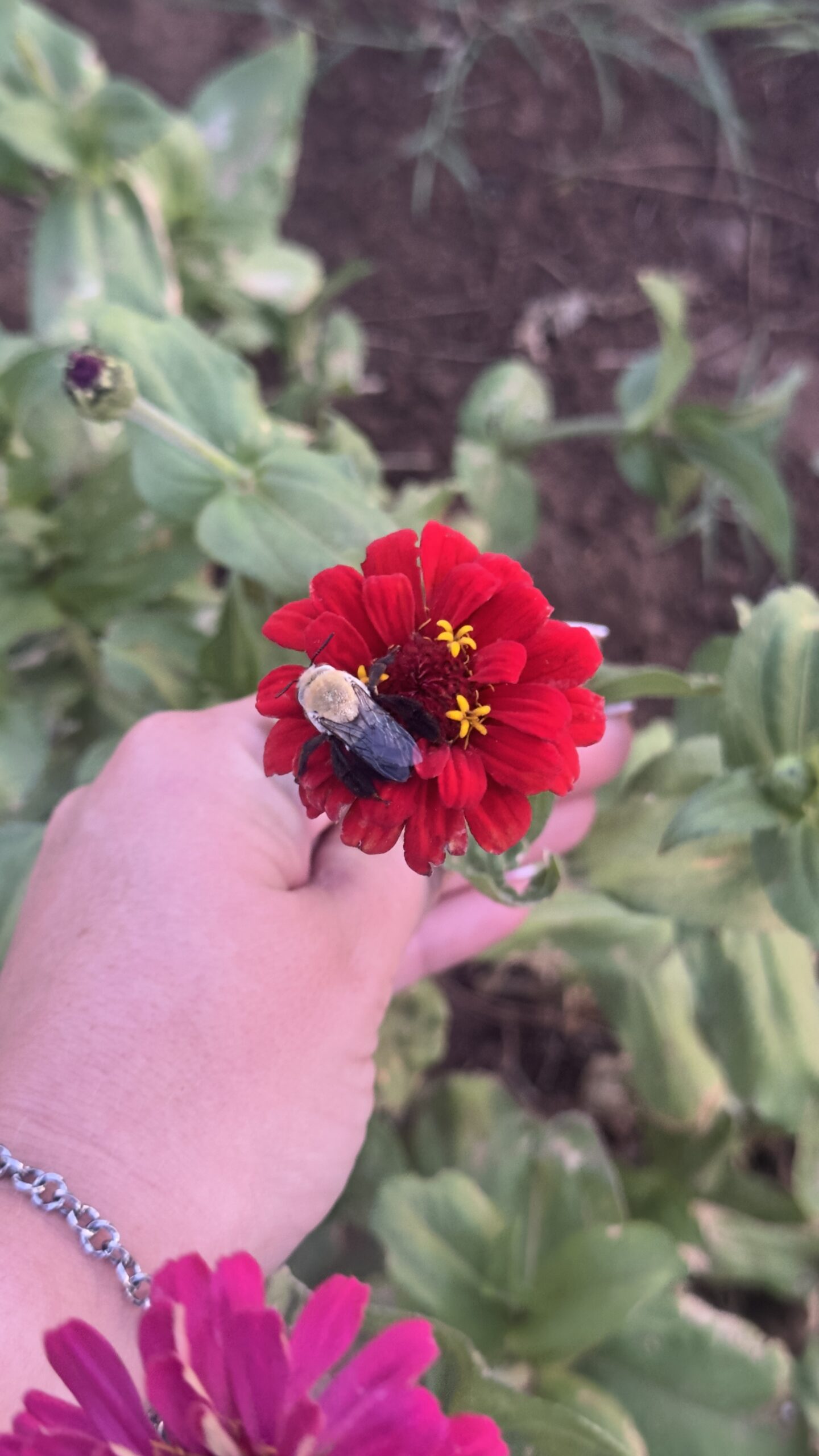 Sugarberry Farms First Zinnias