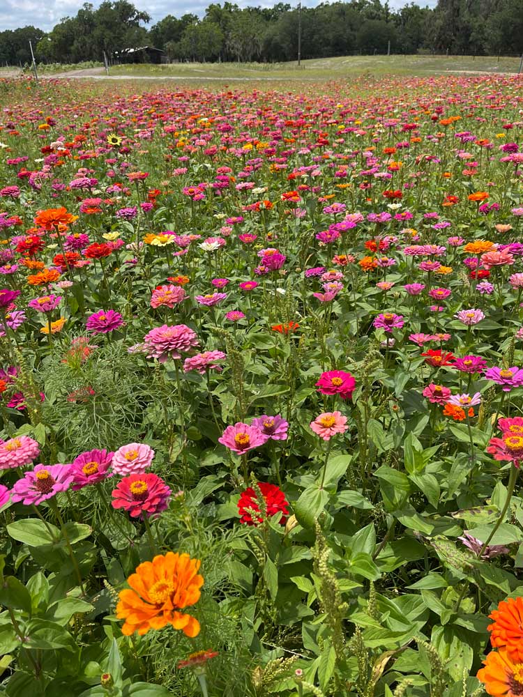 My dad’s zinnia field