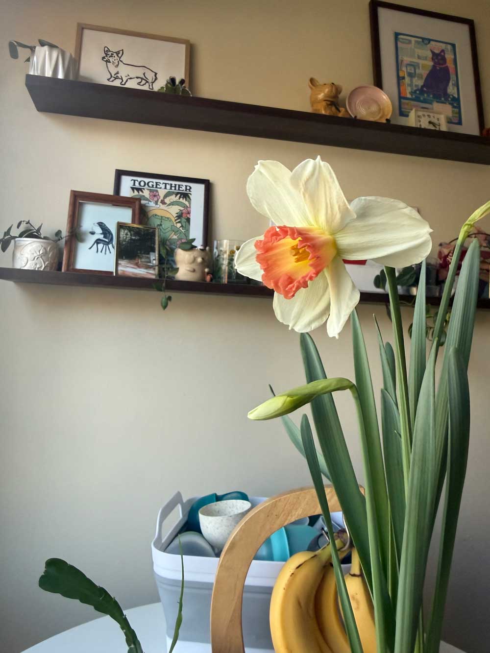 Daffodils!