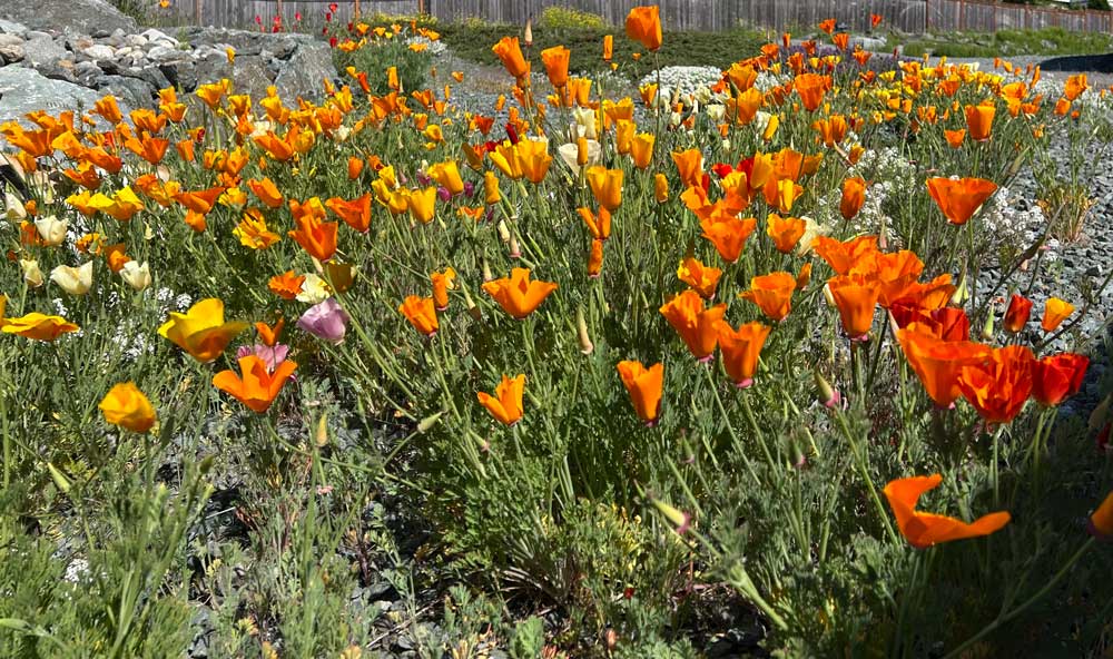 Plenty of poppies