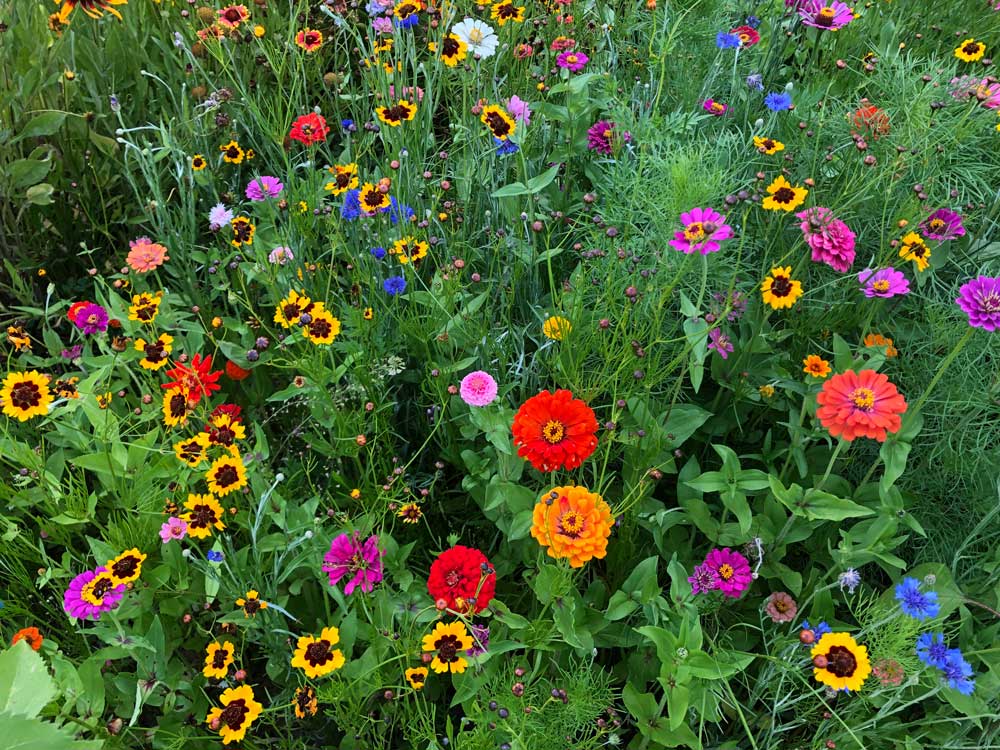 Blooming Beauties