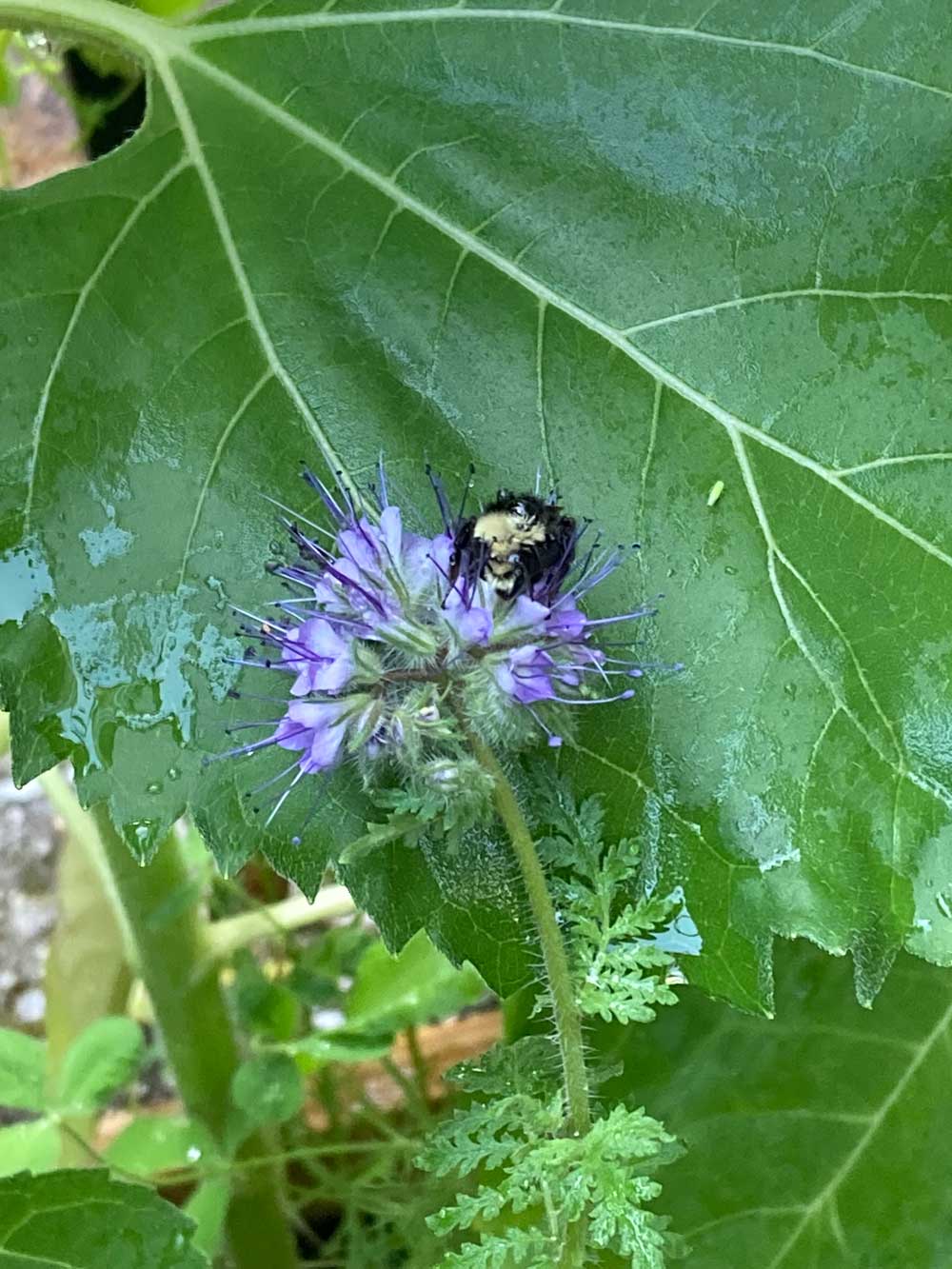 Sleepy Bee