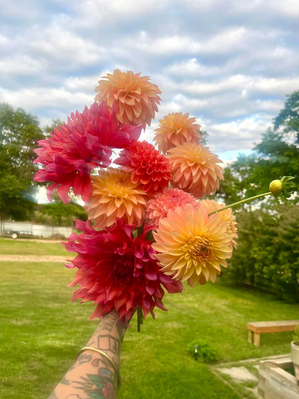 Dahlias in Mastic Beach NY