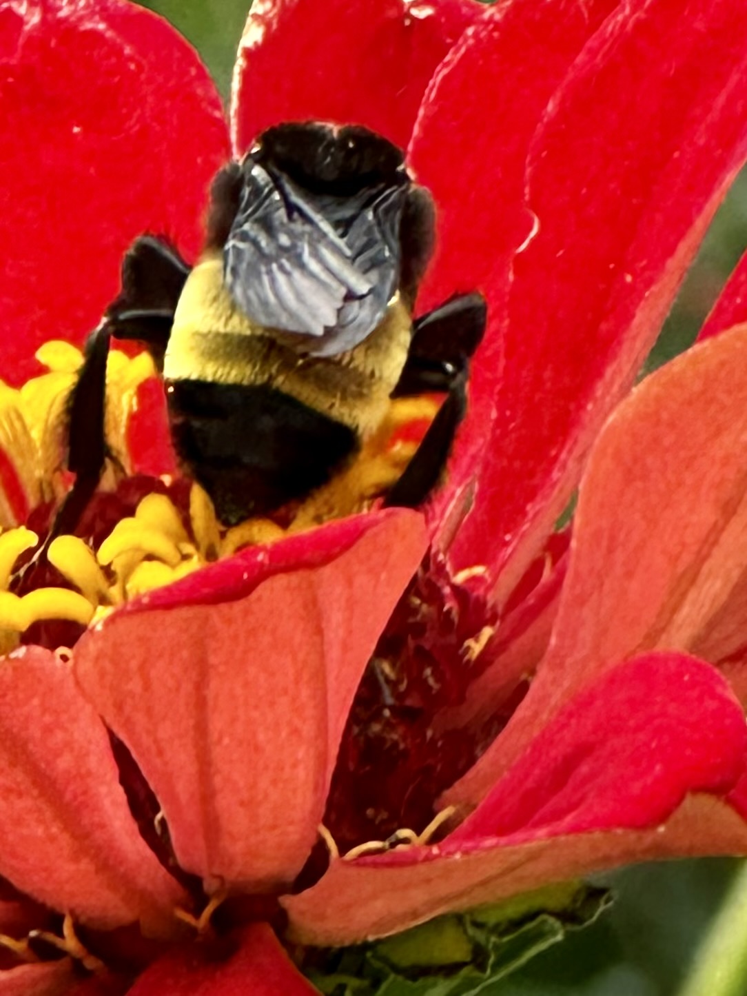 Zinnias