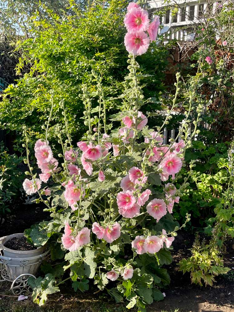 Hollyhock Indian Spring Mix