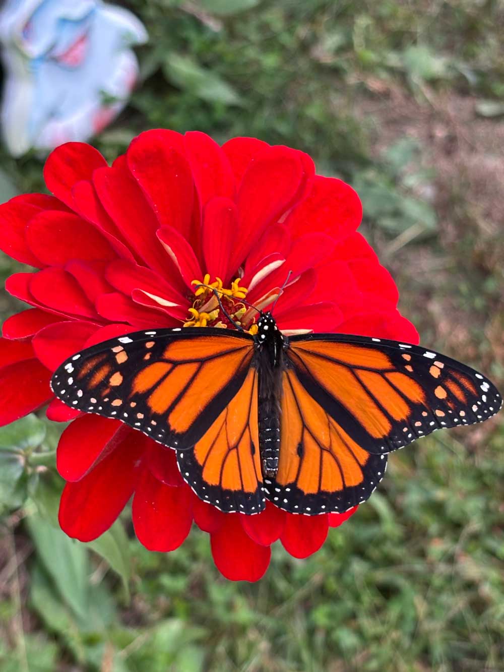 Monarch Butterfly on Zinnias