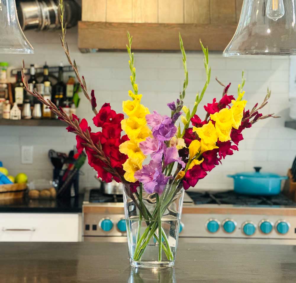My Glorious Gladiolus!