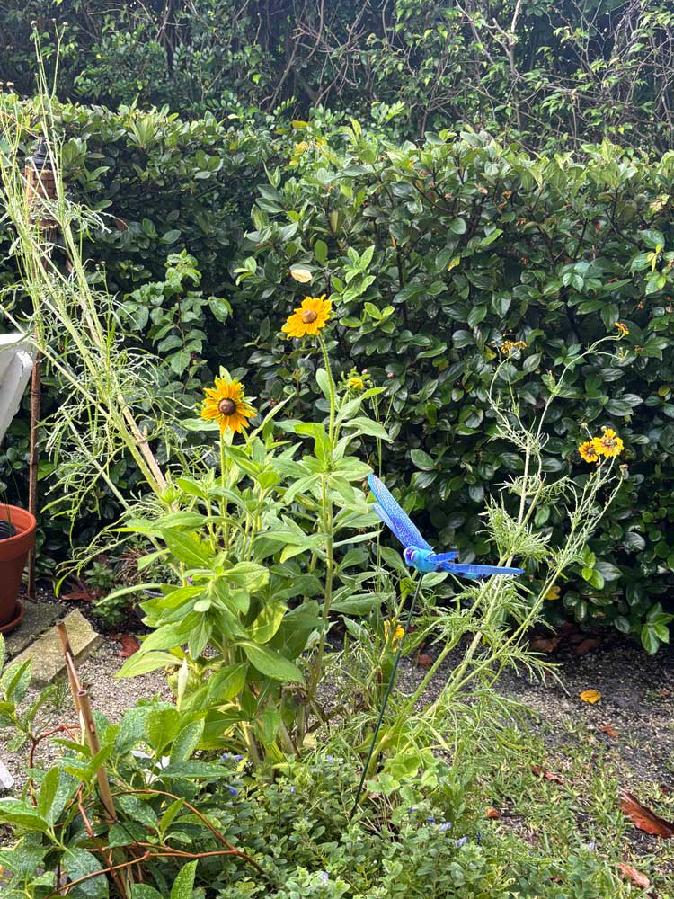 Florida wildflower mix