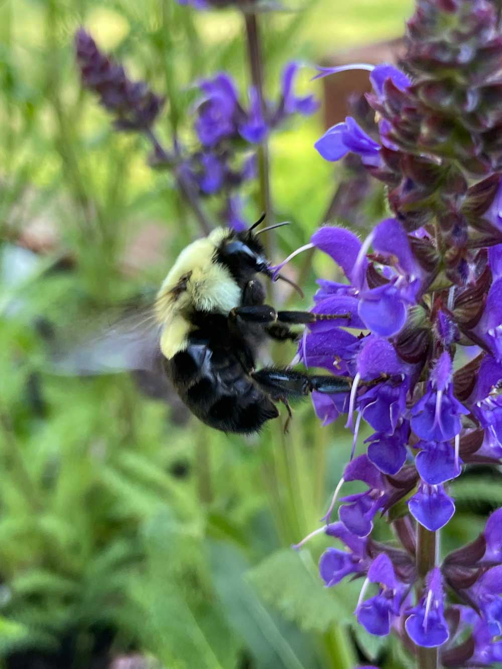 Solo salvia