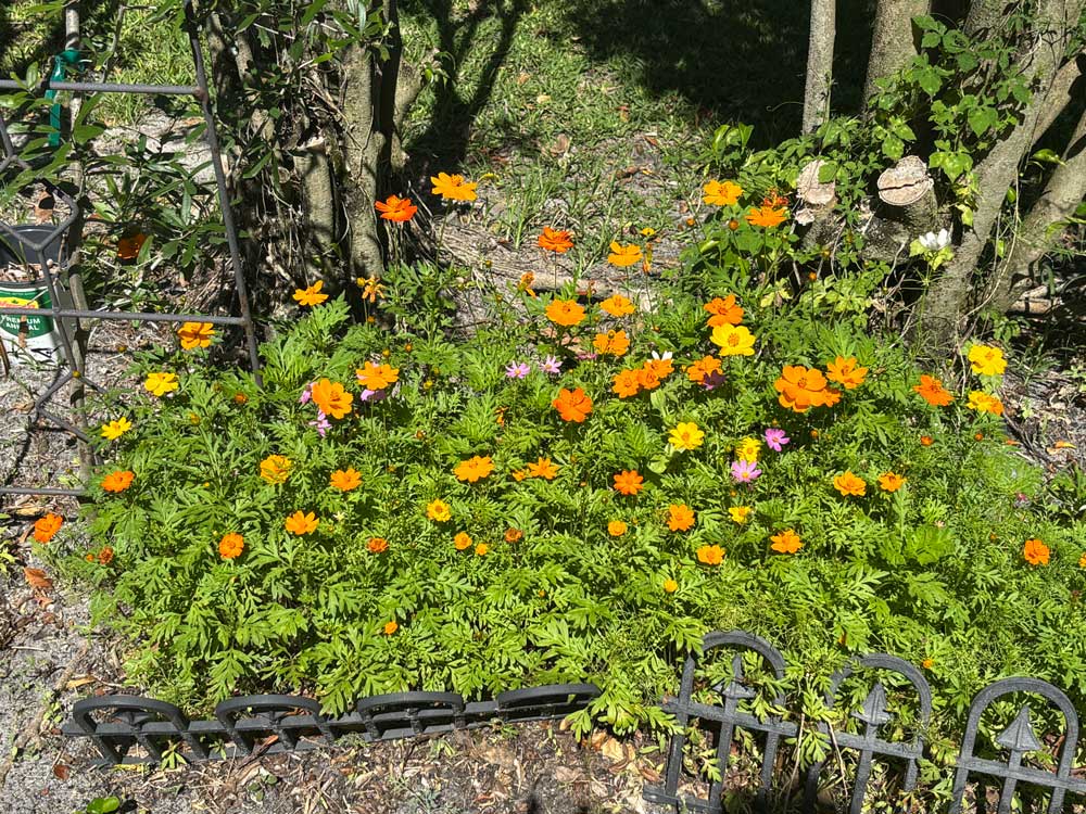 Florida Wild flowers