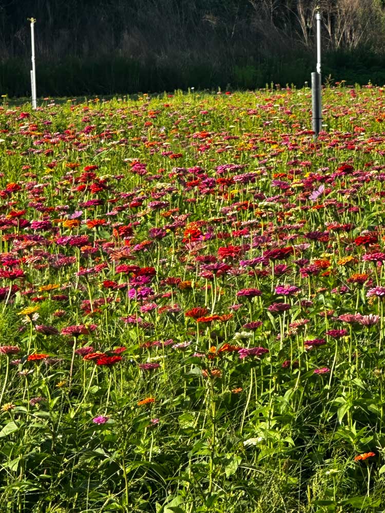 My zinnia field