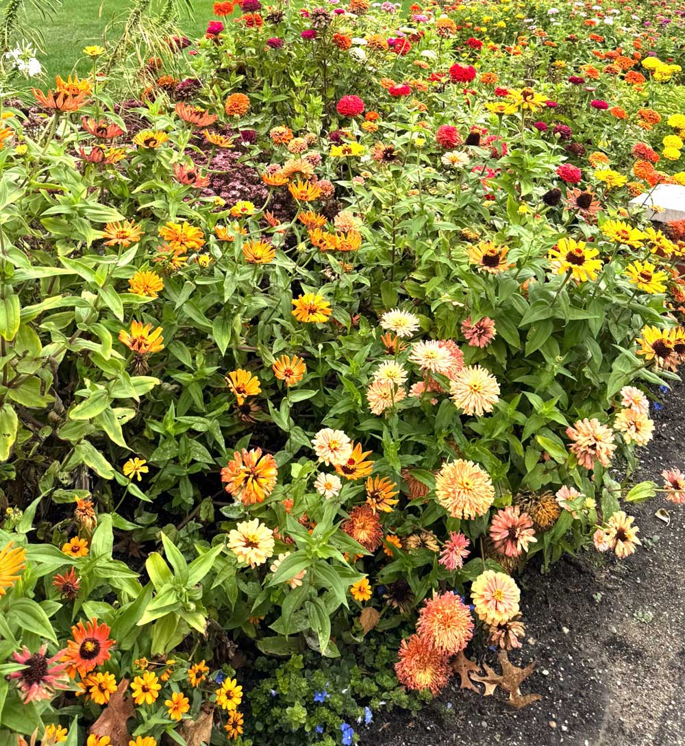 Zinnia heaven
