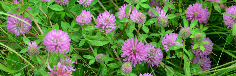 Medium Red Clover