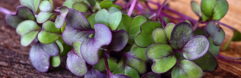 pak choi microgreens on a dark wooden surface