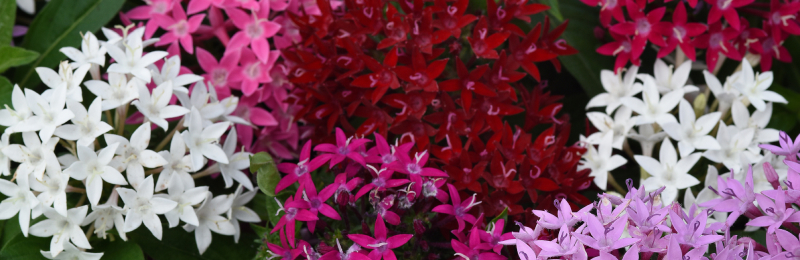 Pentas Seeds