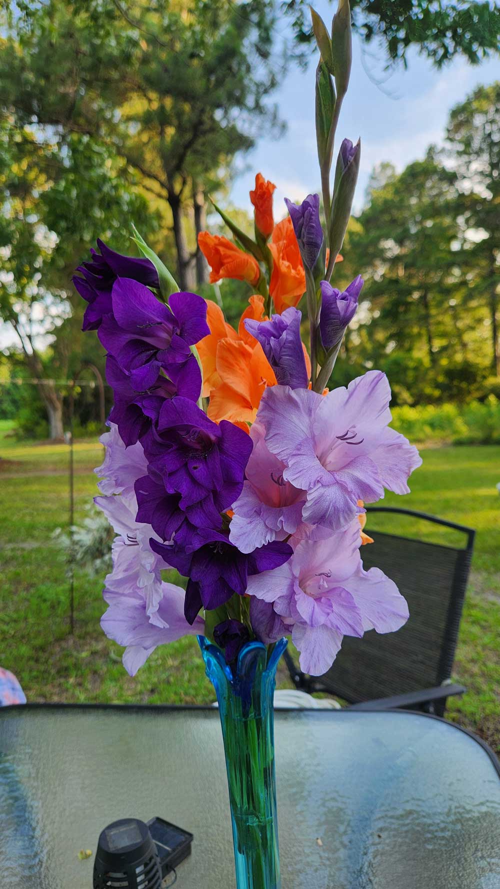 A few of my glads