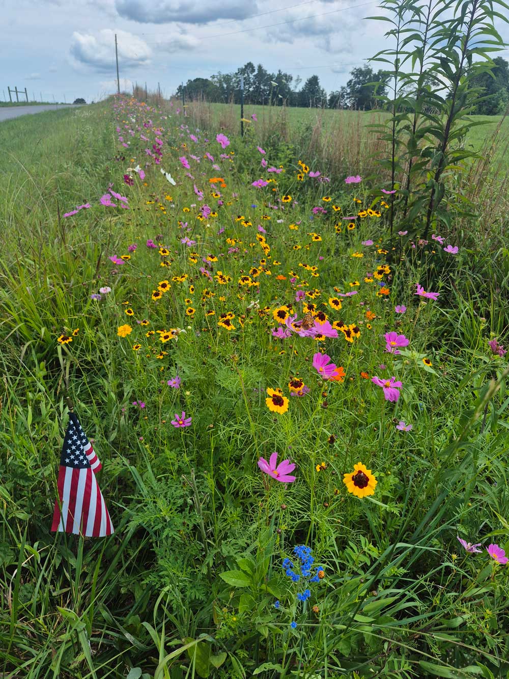 Wildflower Pollinator Strip